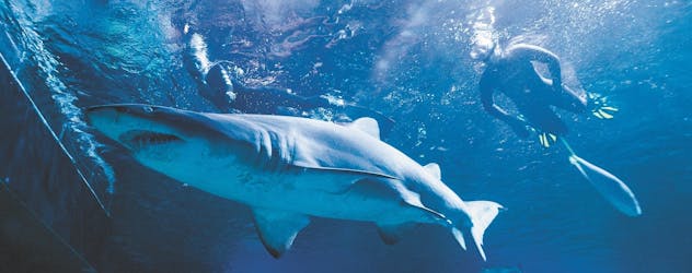 Плавание с маской и трубкой с акулами в сопровождении гида в Перте